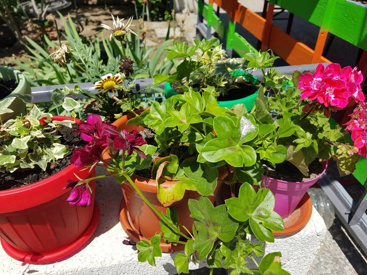 Casa Simona Otel Două Mai Dış mekan fotoğraf