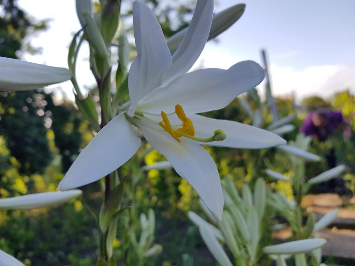 Casa Simona Otel Două Mai Dış mekan fotoğraf